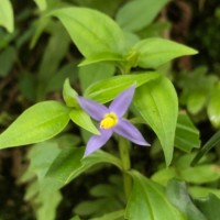Exacum axillare Thwaites